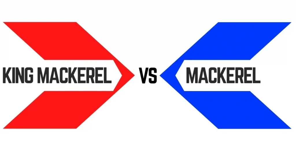 king mackerel vs mackerel